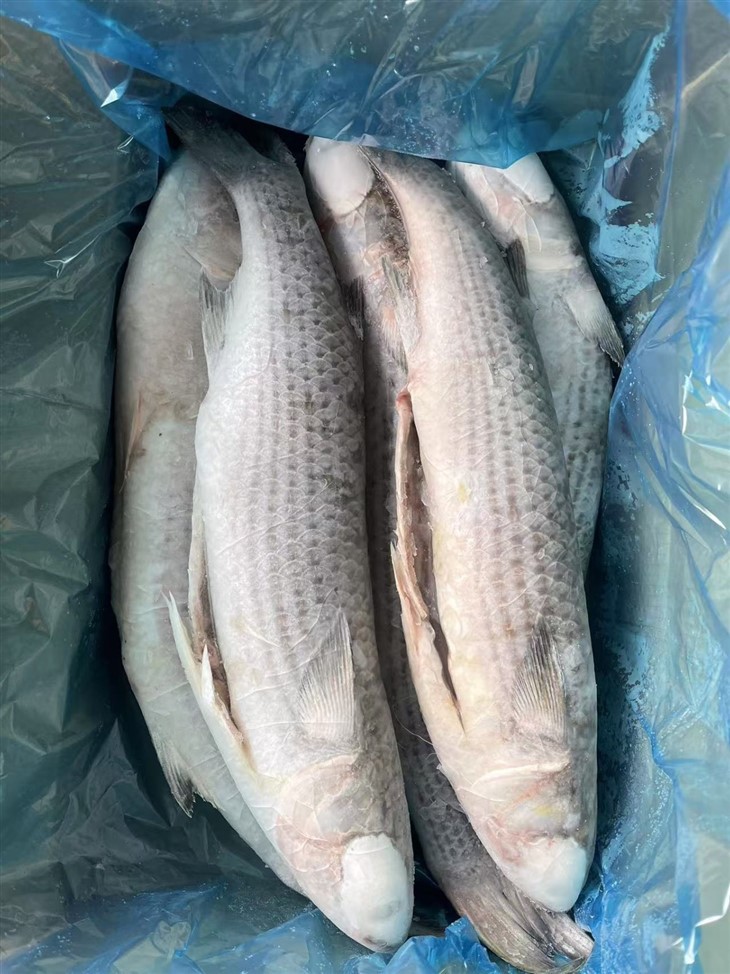 Frozen Sea Mullet Gutted best