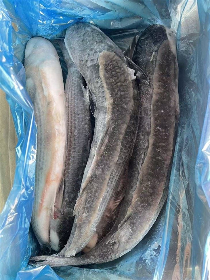 Frozen Sea Mullet Gutted price