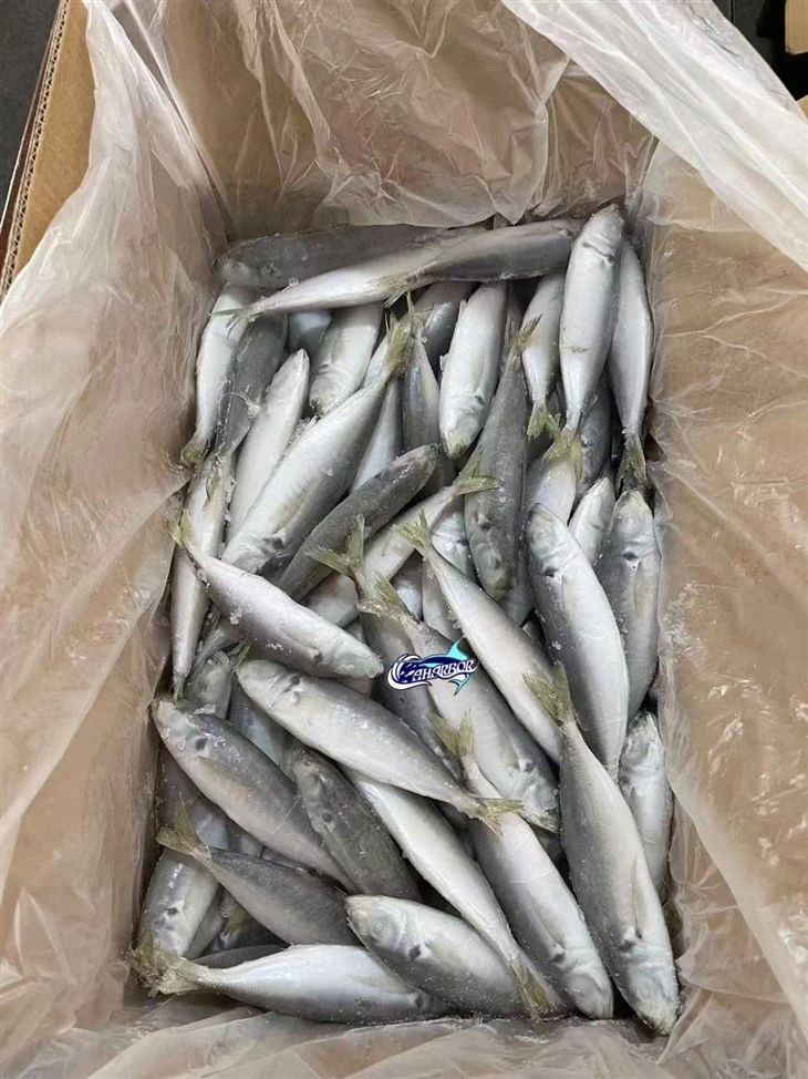 Frozen Selar Fish best