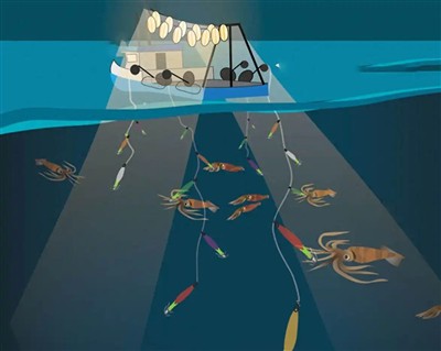 Why Climate Change Affects Squid Harvesting