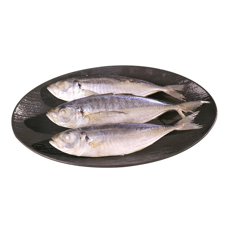 horse mackerel horse mackerel
