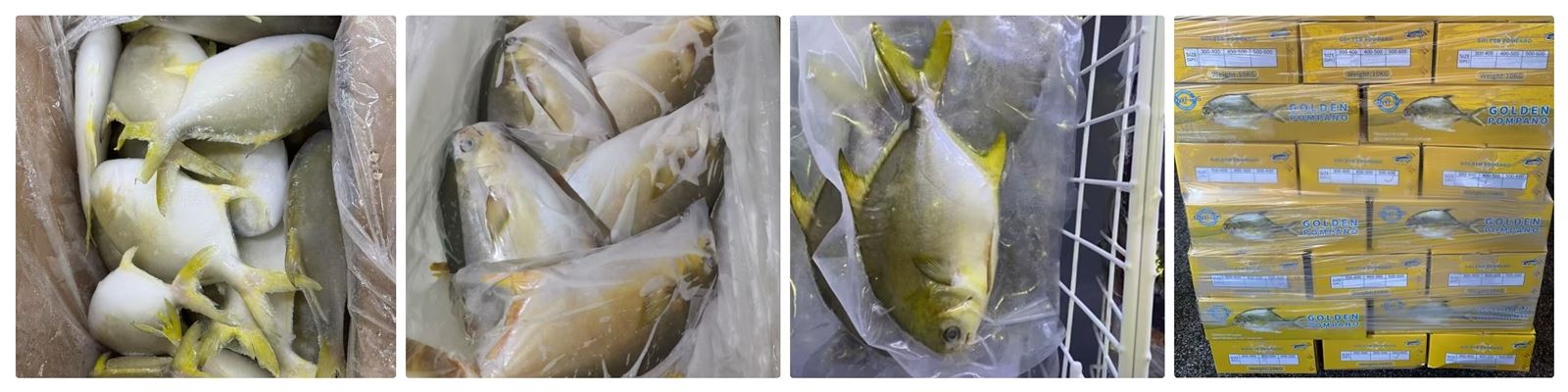 pompano pompano
